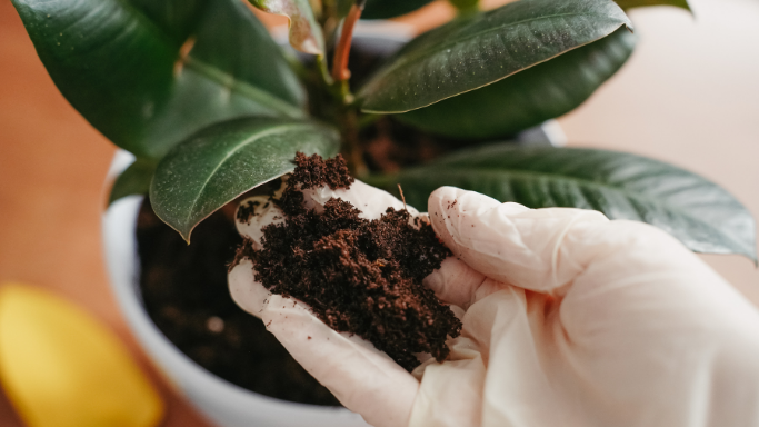 Consulenza Botanica Vivai Terramagra